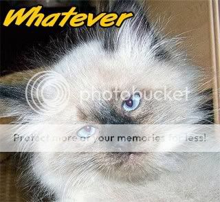 CATWHATEVER.jpg