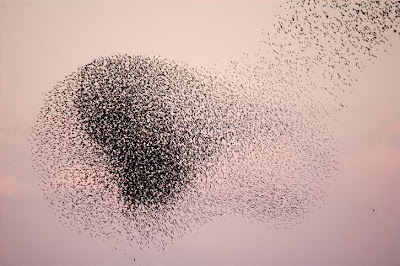 starlings_formations_010.jpg