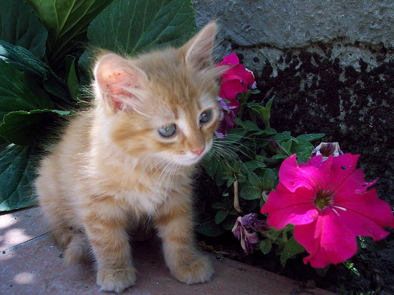 800px-Young_red_cat.jpg