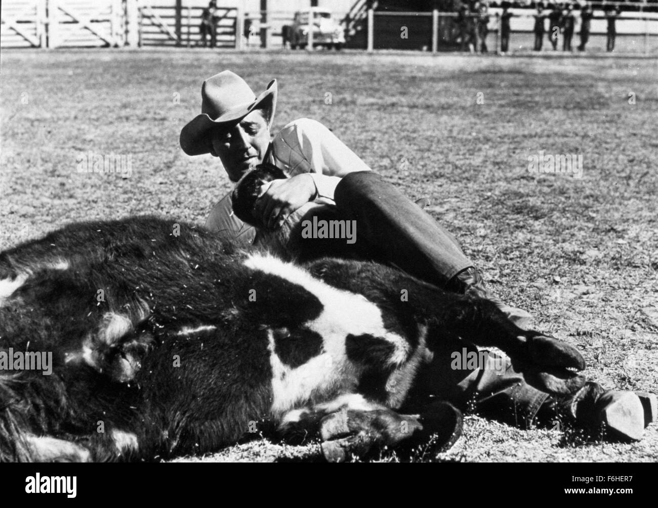 1952-filmtitel-lusterne-manner-regie-nicholas-ray-studio-rko-im-bild-robert-mitchum-cowboy-rodeo-cowboyhut-tackle-kuh-lasso-gefangen-gefangen-gefesselt-wrestling-kampf-harte-jungs-bauernhof-bild-kredit-snap-f6her7.jpg