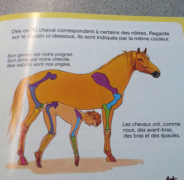 Horse-Human-Skeletal-Comparison.jpg